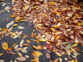  The Colors of Fallen Leaves on the Streets 