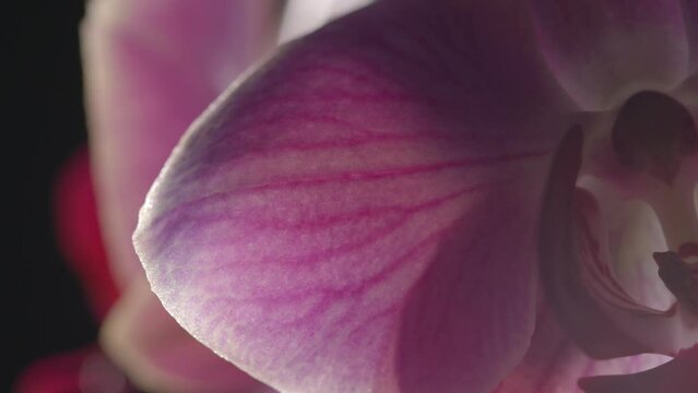 Colorful Fuchsia Orchid Flower Delicate Petal Veinlet, Macro Close Up