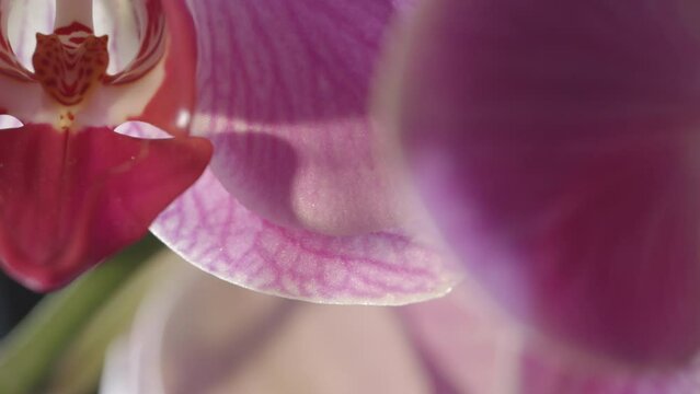 Blooming Violet Orchid Flower Blossoming In Sunlight, Close Up