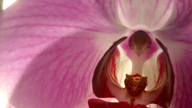Beautiful Violet Phalaenopsis Orchid Flower In Sunlight, Close Up Pan