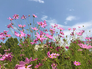 Obraz na płótnie Canvas Pink Blooming Cosmos Flowers on a Blue Sky Background 