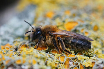Detailed closeup on a female of the rare large sallow mining bee, Andrena apicata, sitting on a piece of wood