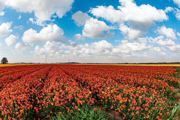 The fields are ready for harvest