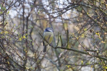 Blaumeise