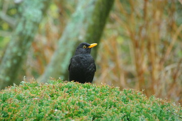 Amsel