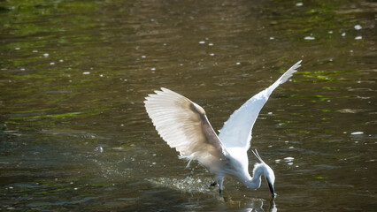 백로 한 마리가 시냇가에서 물고기를 사냥하는 날렵한 연속 동작01