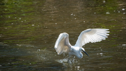 백로 한 마리가 시냇가에서 물고기를 사냥하는 날렵한 연속 동작01