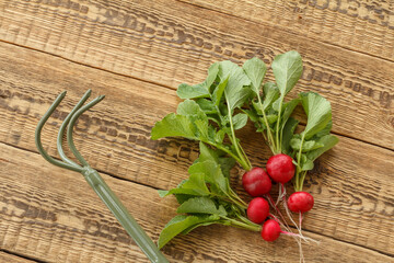 Ripe red radishes with garden tools on wooden boards.