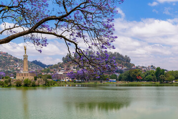 Jacarandas en fleurs à Antananarivo