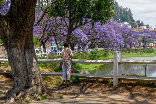 Jacarandas en fleurs &agrave; Antananarivo