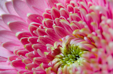 Pink chrysanthemum petals, close up view