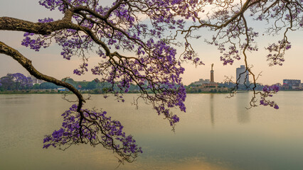 Jacarandas en fleurs © PPJ