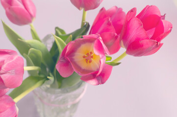 A bouquet of tulips in the sunlight. Flowers close-up.