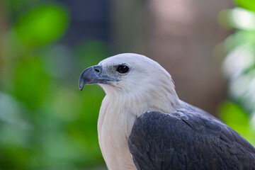 Bald eagle head close-up. Side view.