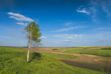 Lonely tree on a hill against spring fields