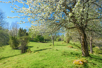 Flowering Cherry tree in a pasture landscape at spring - obrazy, fototapety, plakaty
