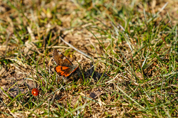 Butterfly and a ladybug in the grass