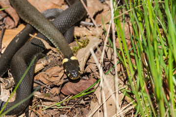 Grass snake slithering in the spring sun