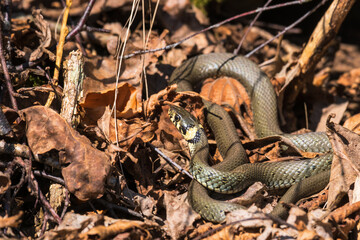 Grass Snake warms the body temperature in spring sun