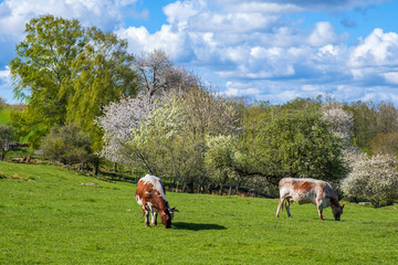 Grazing cows on a meadow with flowering trees