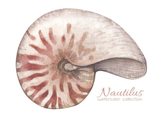 Watercolor illustration with vintage nautilus shell isolated on white background. Marine collection. - obrazy, fototapety, plakaty
