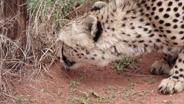 cheetah sniffs the ground, slow motion