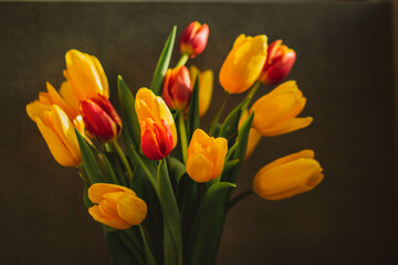 yellow and orange tulips on a dark blurred   background