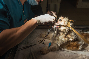 Veterinary surgeon in process of dog throat surgery. Vet doctor in white gloves and mask. Dark...