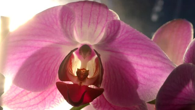 Beautiful Blooming Purple Orchid Flower Backlit With Sunshine, Close Up