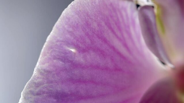 Pink Phalaenopsis Orchid Flower Petal With Veins, Macro Detail View