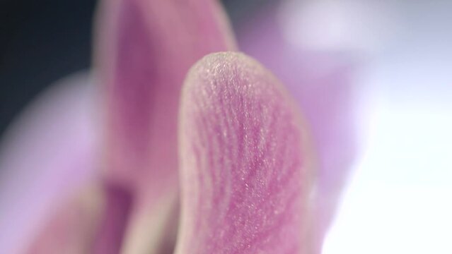 Macro Close Up Shot On Purple Orchid Flower Petal Grain And Venules