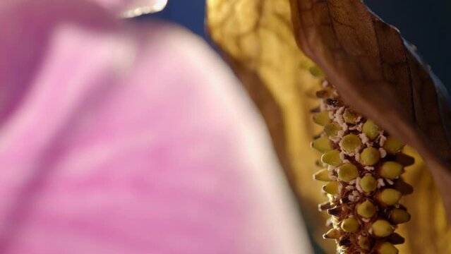 Pollen Hanging On Flower Pistil And Orchid Pink Petal, Rack Focus