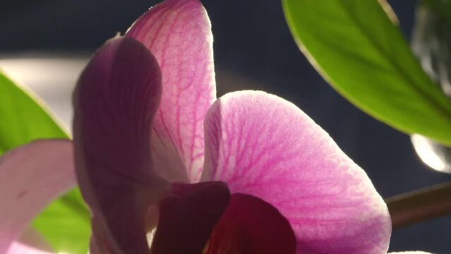 Light Through Translucent Violet Orchid Flower Petal Veins, Close Up