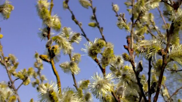willow blooms,spring blooms yellow willow flowers on a background of blue sky
