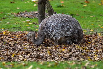Darwin's rhea, Rhea pennata also known as the lesser rhea.