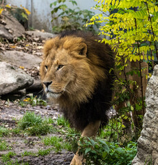 The lion, Panthera leo is one of the four big cats in the genus Panthera