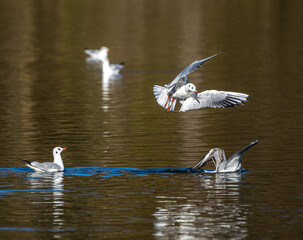 The European Herring Gull, Larus argentatus is a large gull