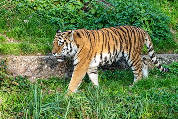 The Siberian tiger,Panthera tigris altaica in the zoo
