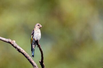 The European goldfinch or simply the goldfinch (Carduelis carduelis) is a small passerine bird in the finch family that is native to Europe.