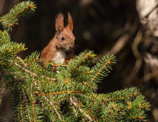 Red Squirrel