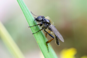 Bibionid fly resting on the grass 