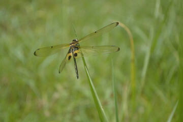 Fototapeta na wymiar dragonfly perched on the green grass