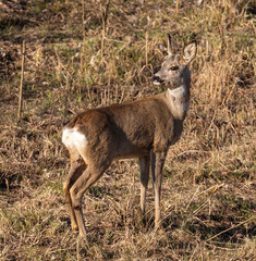 Roe deer