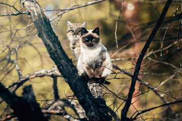 two cats sit next to each other on a branch