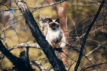 two cats sit next to each other on a branch