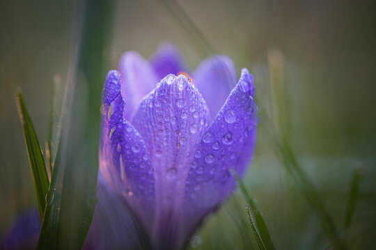 Eine sehr sch&ouml;ne Blume mit tollem Bokeh!
