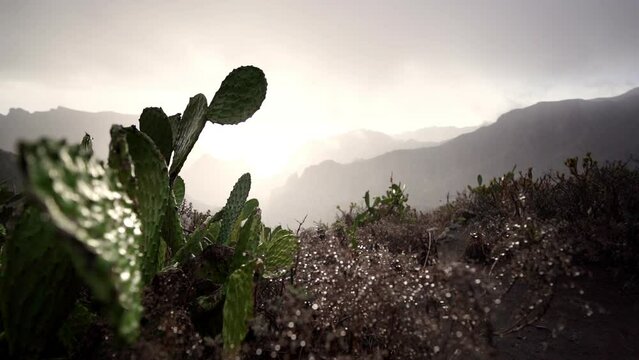 Wonder rain drizzle at cactus Tenerife desert spain 
