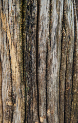 Background with wood texture. The rough surface of an old tree with a natural pattern.