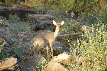 Antilope Samburu National Reserve