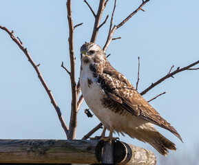 Common Buzzard (pale variant)